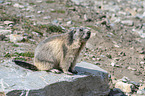 sitting Marmot