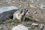 sitting Marmot