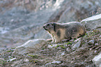 sitting Marmot
