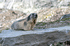 sitting Marmot