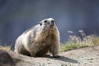 standing Marmot