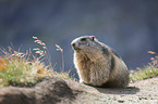 standing Marmot