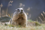 Marmot