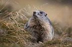 Marmot