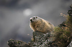 sitting Marmot