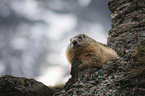 sitting Marmot