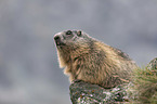 sitting Marmot