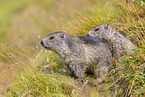 marmots