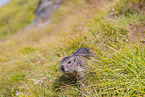 marmot