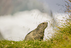 marmot