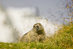 marmot
