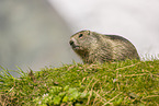 marmot