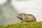 marmot
