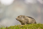 marmot