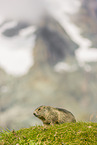 marmot