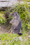 marmot