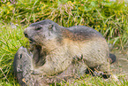 marmots