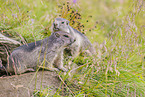 marmots