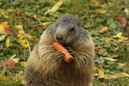 marmot