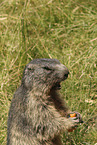 marmot