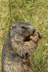 marmot