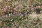Marmot