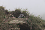 Marmot