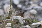 Marmot