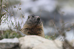 Marmot