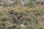 Marmot