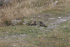 Marmot