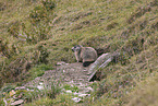 Marmot