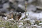 Marmot