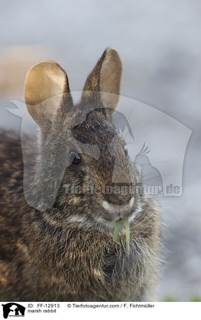 Marschkaninchen / marsh rabbit / FF-12913