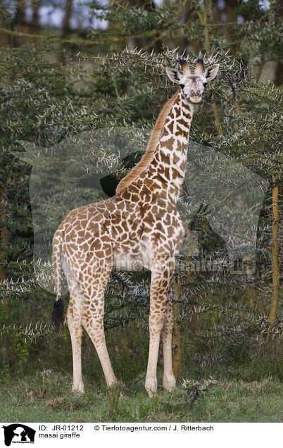 masai giraffe / JR-01212