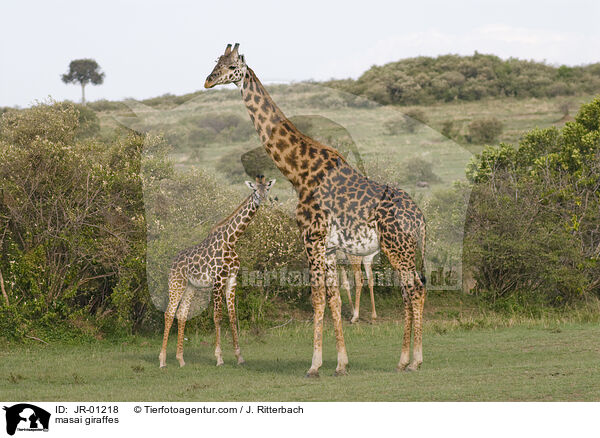 masai giraffes / JR-01218