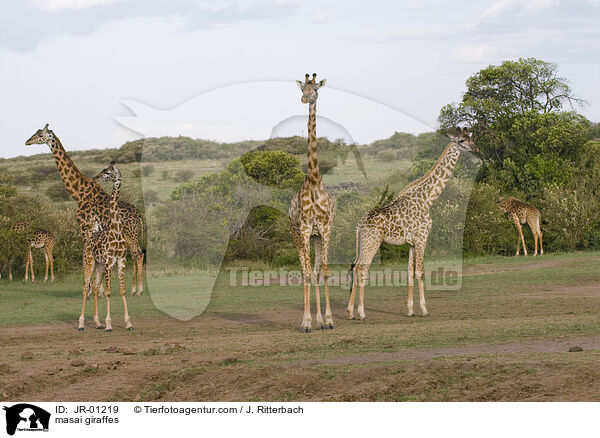 masai giraffes / JR-01219