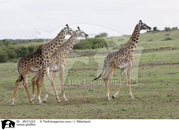 masai giraffes / JR-01223