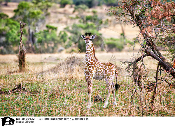 Massaigiraffe / Masai Giraffe / JR-03632