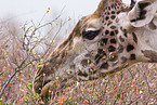 Masai Giraffe
