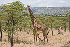 Masai Giraffe