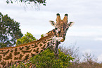 masai giraffes
