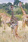 masai giraffes