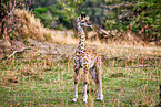 Masai Giraffe