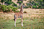 Masai Giraffe