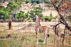 Masai Giraffe