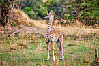 Masai Giraffe