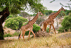 Masai Giraffes