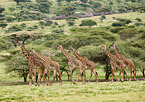 Masai Giraffes