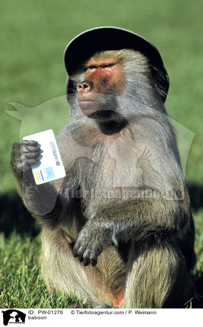 baboon / PW-01276